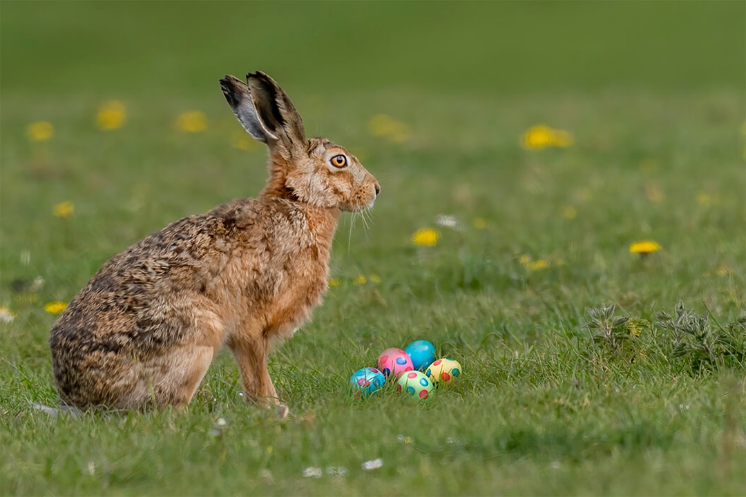 Paasspeurtocht bij Natuurcentrum De Maashorst